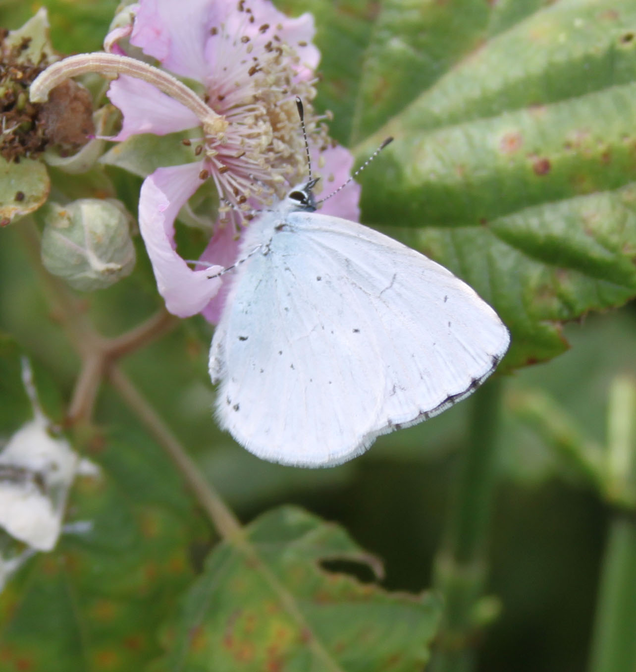 Celastrina argiolus ?